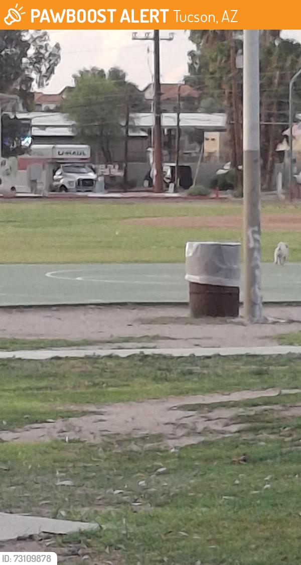 Found/Stray Unknown Dog last seen N Grande Ave and W Fresno, Tucson, AZ 85745