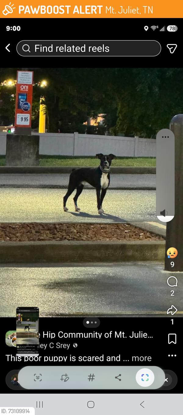 Found/Stray Unknown Dog last seen Near and I 40, Mt. Juliet, TN 37122