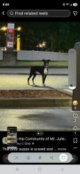 Found/Stray Unknown Dog last seen Near and I 40, Mt. Juliet, TN 37122