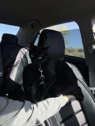Lost Female Cat last seen southern and nyasa rd by rainbow park, Rio Rancho, NM 87124