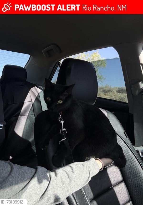 Lost Female Cat last seen southern and nyasa rd by rainbow park, Rio Rancho, NM 87124