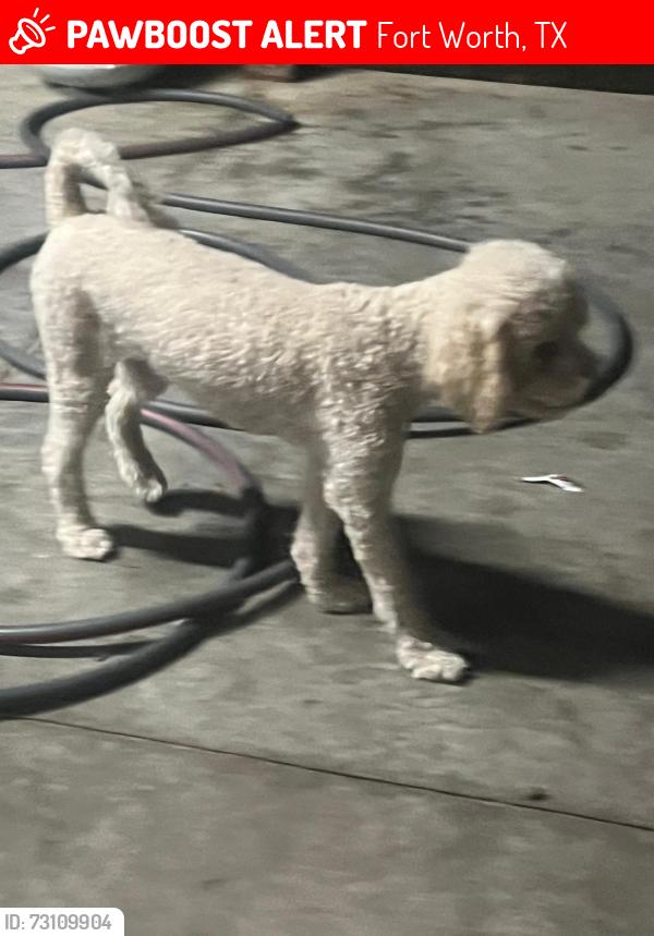 Lost Female Dog last seen Quick trip off I-30 & Chapel Creek, Fort Worth, TX 76108