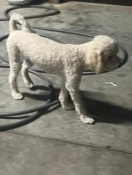 Lost Female Dog last seen Quick trip off I-30 & Chapel Creek, Fort Worth, TX 76108