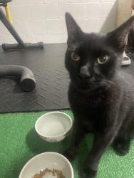 Found/Stray Unknown Cat last seen Fort Myers, Fort Myers, FL 33913