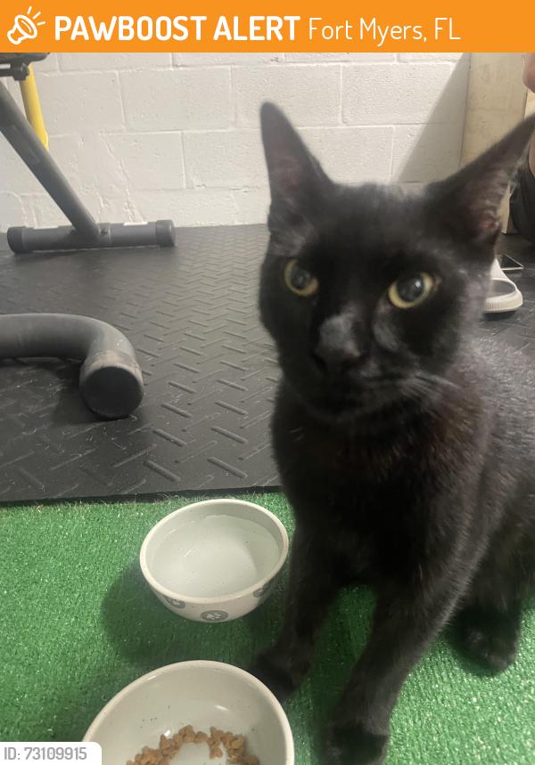 Found/Stray Unknown Cat last seen Fort Myers, Fort Myers, FL 33913