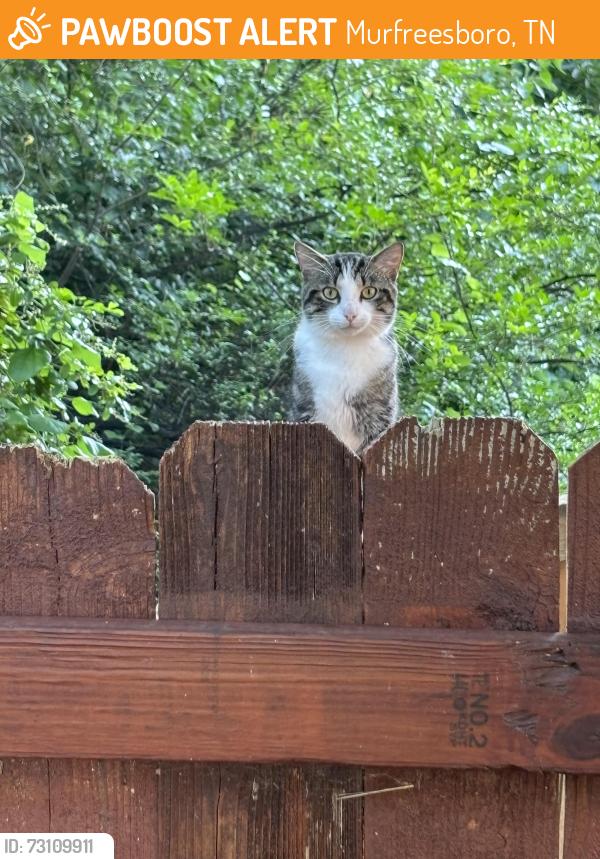Found/Stray Unknown Cat last seen Rucker Lane and Scottish Glen, Murfreesboro, TN 37128
