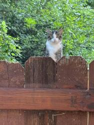 Found/Stray Unknown Cat last seen Rucker Lane and Scottish Glen, Murfreesboro, TN 37128