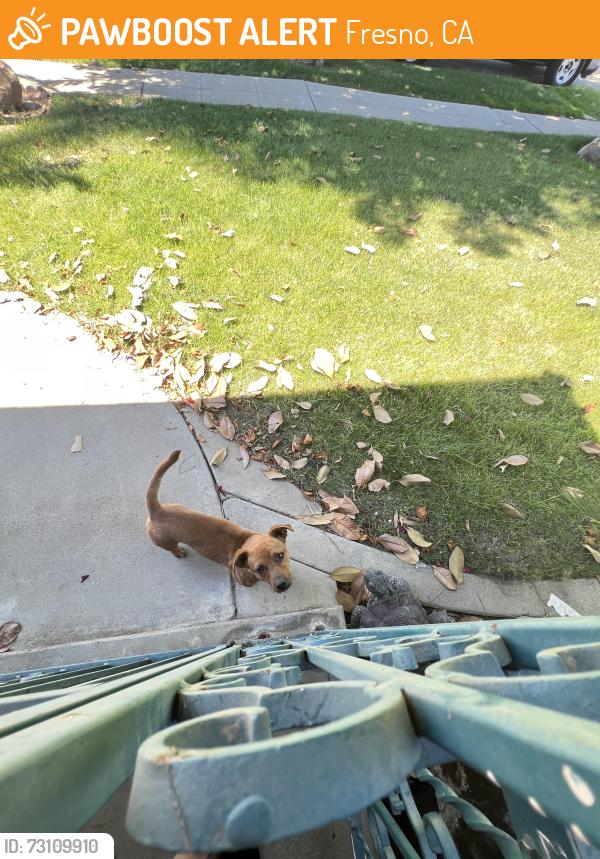 Found/Stray Male Dog last seen Shields/hughes, Fresno, CA 93705