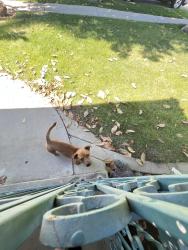 Found/Stray Male Dog last seen Shields/hughes, Fresno, CA 93705