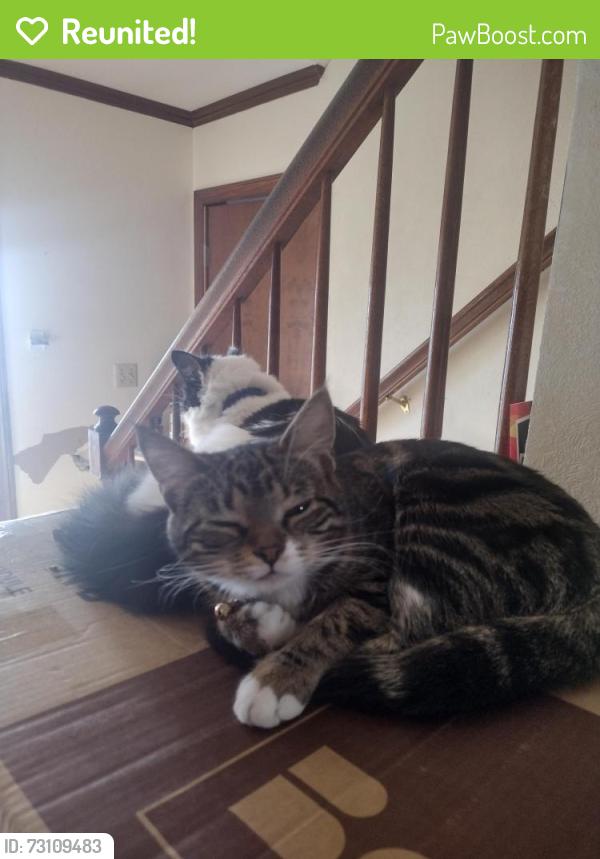 Reunited Female Cat last seen Beechcroft highschool , Columbus, OH 43229