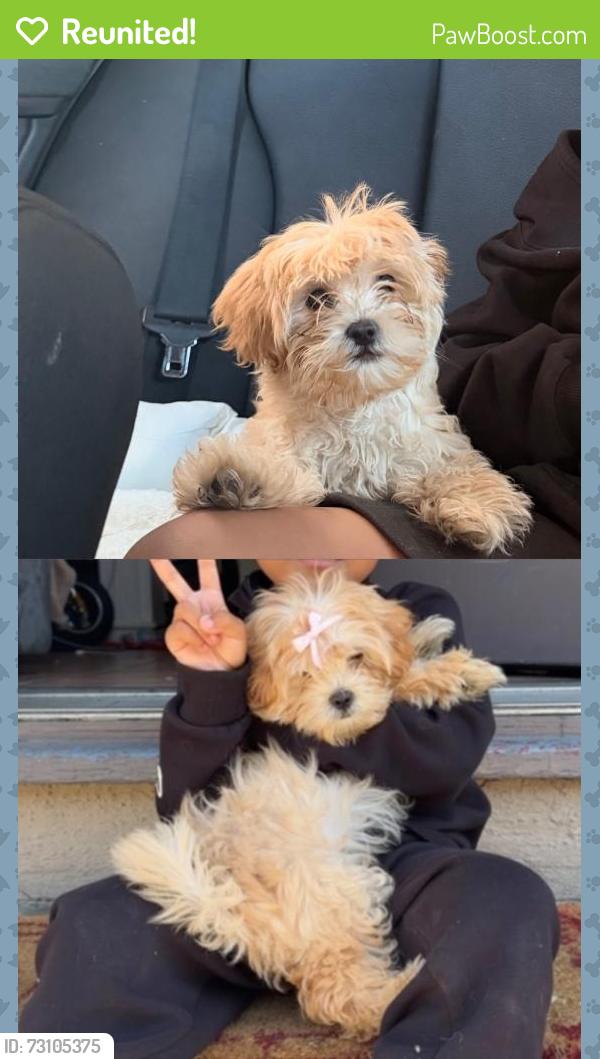 Reunited Female Dog last seen W 112th St & Lemoli Ave S, Inglewood, CA 90303, USA, Inglewood, CA 90303