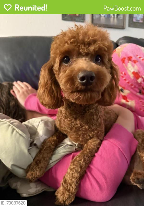 Reunited Male Dog last seen SR 575, Lacoochee, FL 33523