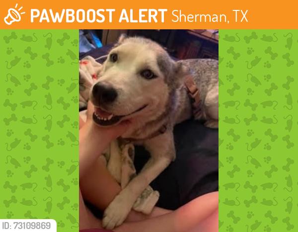 Found/Stray Female Dog last seen Near Casey's gas station, Sherman, TX 75092