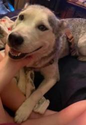 Found/Stray Female Dog last seen Near Casey's gas station, Sherman, TX 75092