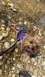 Reunited Female Dog last seen Yorktown and Perrymont, Hopewell, VA 23860