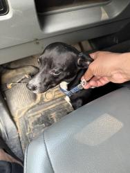 Found/Stray Female Dog last seen Carrie ln, Longview, TX 75602