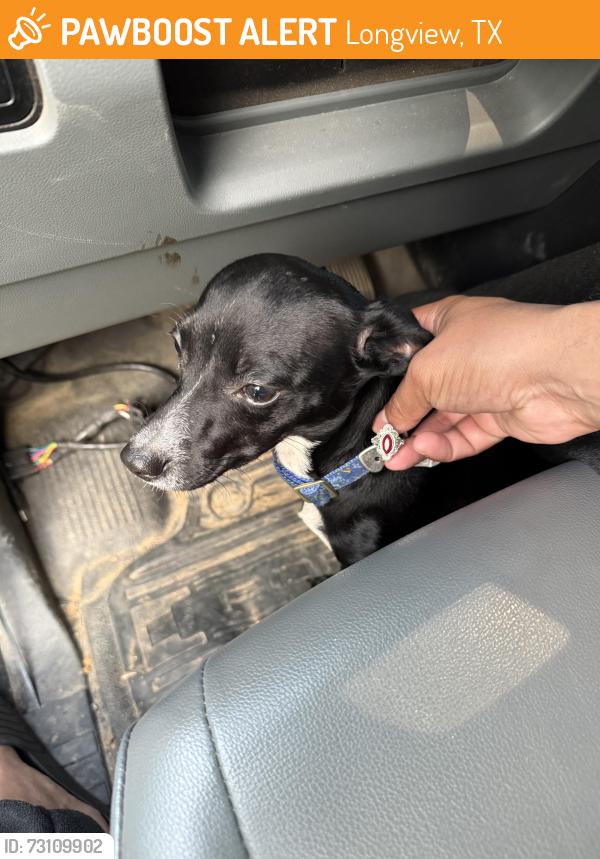 Found/Stray Female Dog last seen Carrie ln, Longview, TX 75602