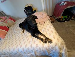 Found/Stray Female Dog last seen Near Fwy, Los Angeles, CA 90247
