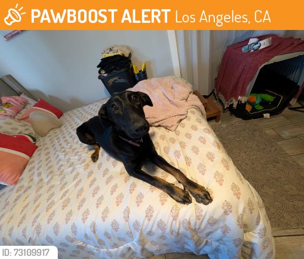 Found/Stray Female Dog last seen Near Fwy, Los Angeles, CA 90247