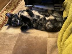 Reunited Female Cat last seen Martin Street, Oakland, CA 94609