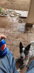 Lost Male Dog last seen Phelan rd and minero rd pinion hills, Piñon Hills, CA 92372