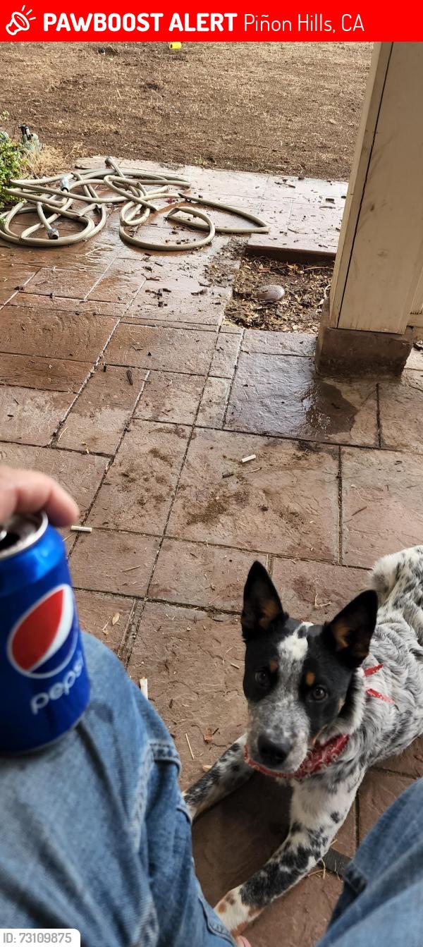 Lost Male Dog last seen Phelan rd and minero rd pinion hills, Piñon Hills, CA 92372
