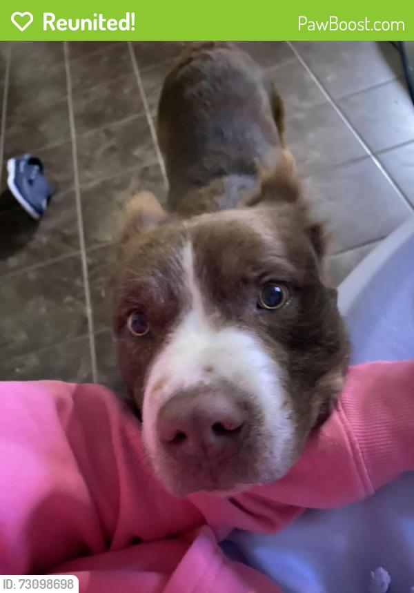 Reunited Male Dog last seen old Brownsville and bolen huse road, Loosahatchie Park, TN 38128