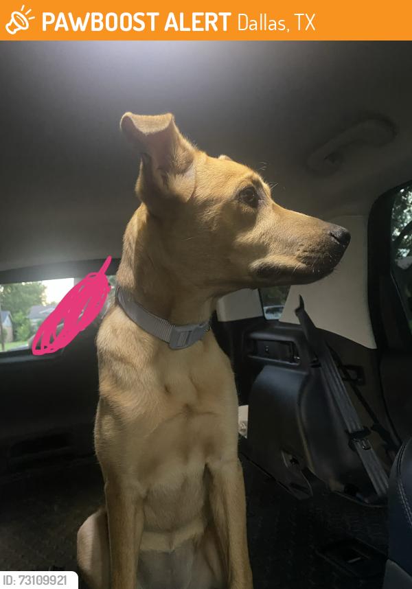 Found/Stray Female Dog last seen TI blvd, Dallas, TX 75243