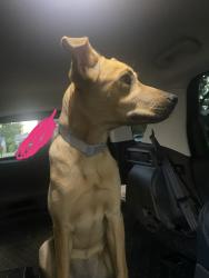 Found/Stray Female Dog last seen TI blvd, Dallas, TX 75243