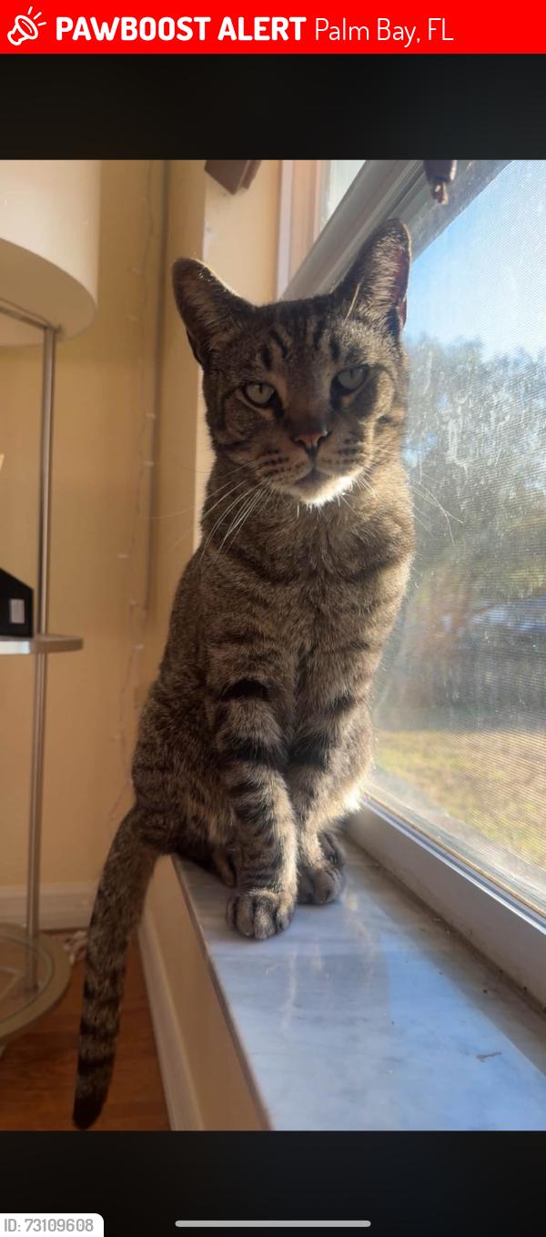 Lost Male Cat last seen Velvet ave, Riley ave, on Charles blvd, Palm Bay, FL 32907