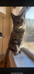 Lost Male Cat last seen Velvet ave, Riley ave, on Charles blvd, Palm Bay, FL 32907