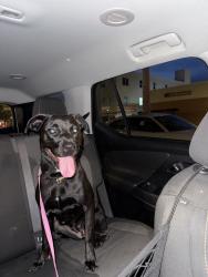 Found/Stray Female Dog last seen 19th Ave and Funston St, Hollywood, FL 33020