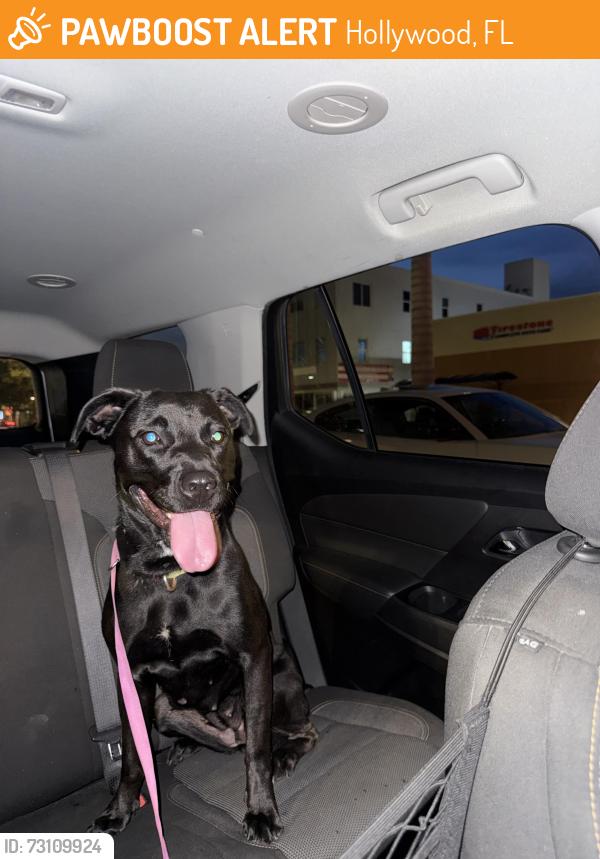 Found/Stray Female Dog last seen 19th Ave and Funston St, Hollywood, FL 33020