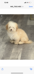 Reunited Male Dog last seen Off of I-30 & Chapel Creek, Fort Worth, TX 76108