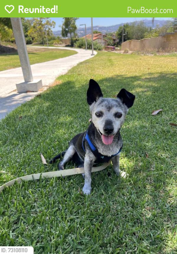 Reunited Male Dog last seen Tillie Ct, West Covina, CA 91792, USA, West Covina, CA 91792