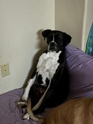 Reunited Female Dog last seen 22nd and. Swan, Tucson, AZ 85711