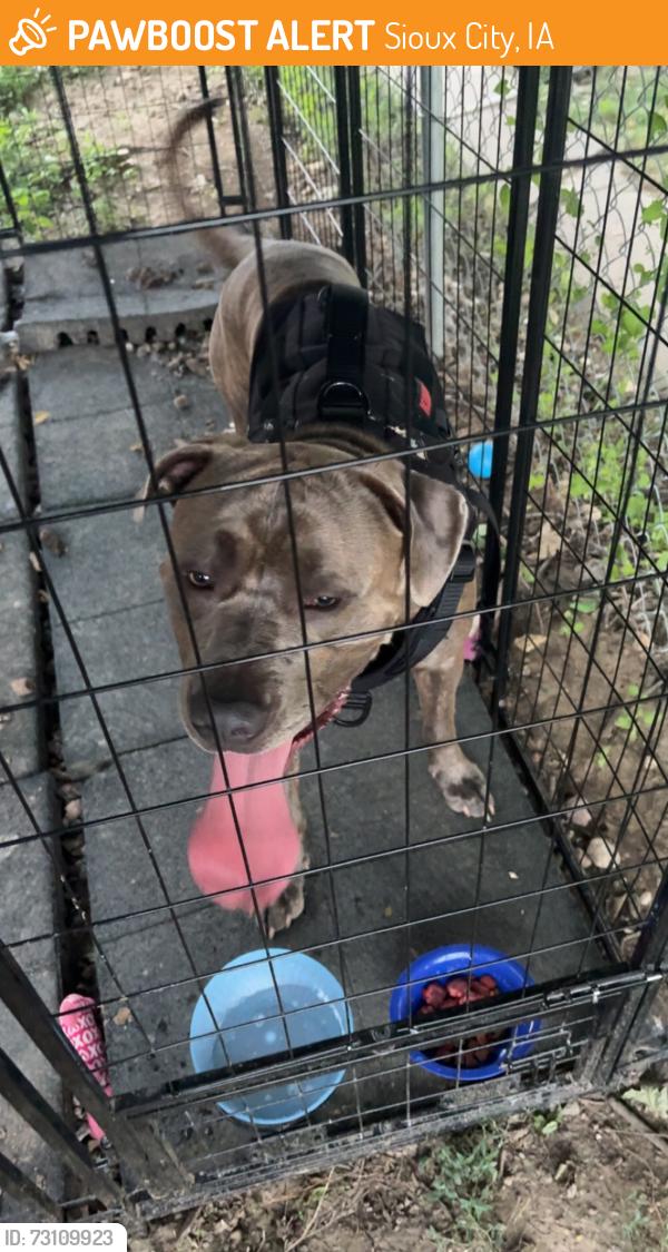 Found/Stray Male Dog last seen 27th and Wall, Sioux City, IA 51104