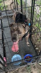 Found/Stray Male Dog last seen 27th and Wall, Sioux City, IA 51104