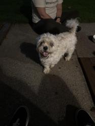 Reunited Male Dog last seen Berkshire manor neighborhood, Alpharetta, GA 30022