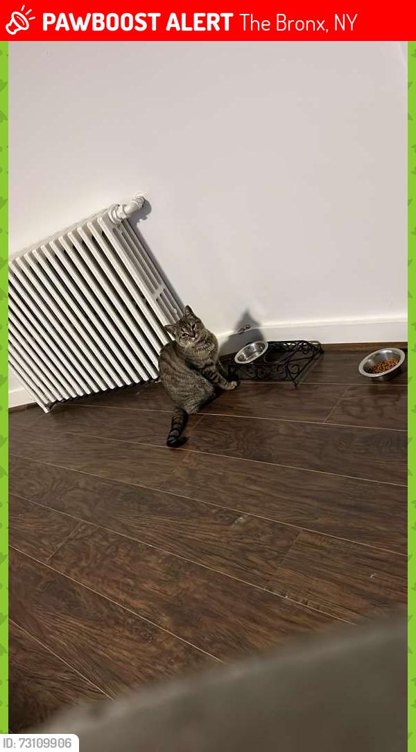 Lost Female Cat last seen Near Oneida Av, Bronx 10470, The Bronx, NY 10470