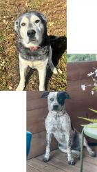 Lost Male Dog last seen Kirkwood st, Milo, IA 50166