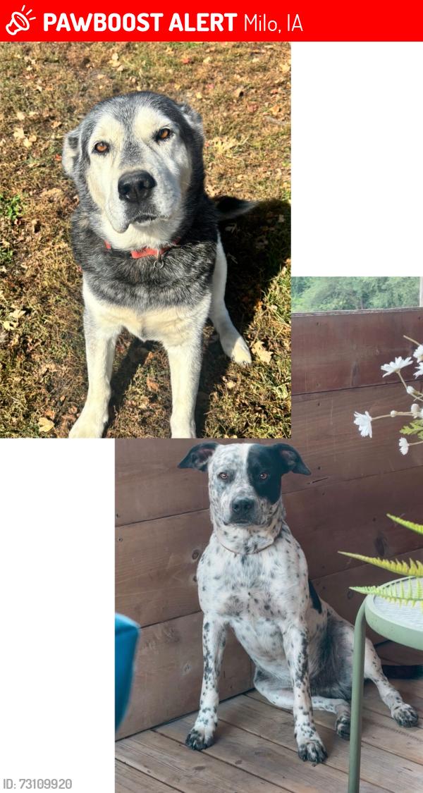Lost Male Dog last seen Kirkwood st, Milo, IA 50166