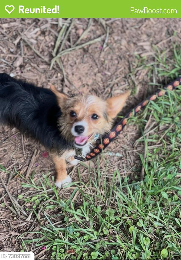 Reunited Male Dog last seen On Bob Holman road close to sandy creek park, Athens, GA 30607