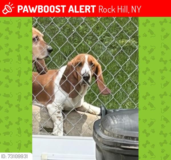 Lost Male Dog last seen Wurstboro Mountain Rd., Rock Hill, NY 12790
