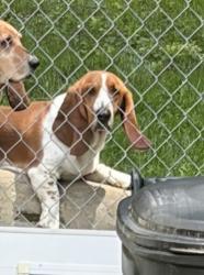 Lost Male Dog last seen Wurstboro Mountain Rd., Rock Hill, NY 12790