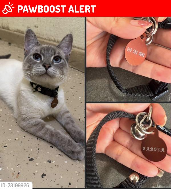 Lost Female Cat last seen Moreno Ave, San Diego County, CA 92040