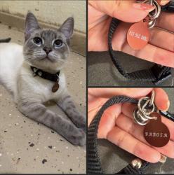 Lost Female Cat last seen Moreno Ave, San Diego County, CA 92040