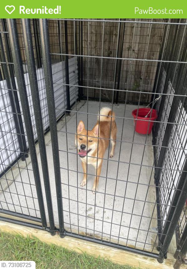 Reunited Male Dog last seen Blue mockingbird ct & gold saddle ln, Magnolia, TX 77354