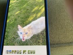 Found/Stray Unknown Cat last seen Friant and copper, Fresno, CA 93730