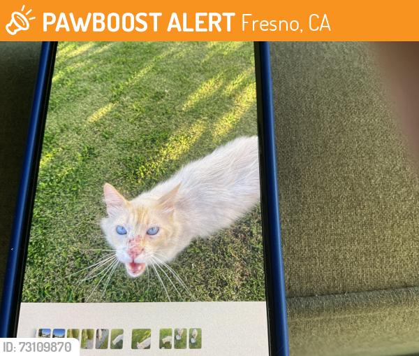 Found/Stray Unknown Cat last seen Friant and copper, Fresno, CA 93730